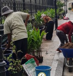 thuê chăm sóc cây cảnh