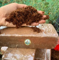 viên nén xơ dừa