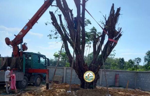 dịch vụ di chuyển cây xanh phú minh