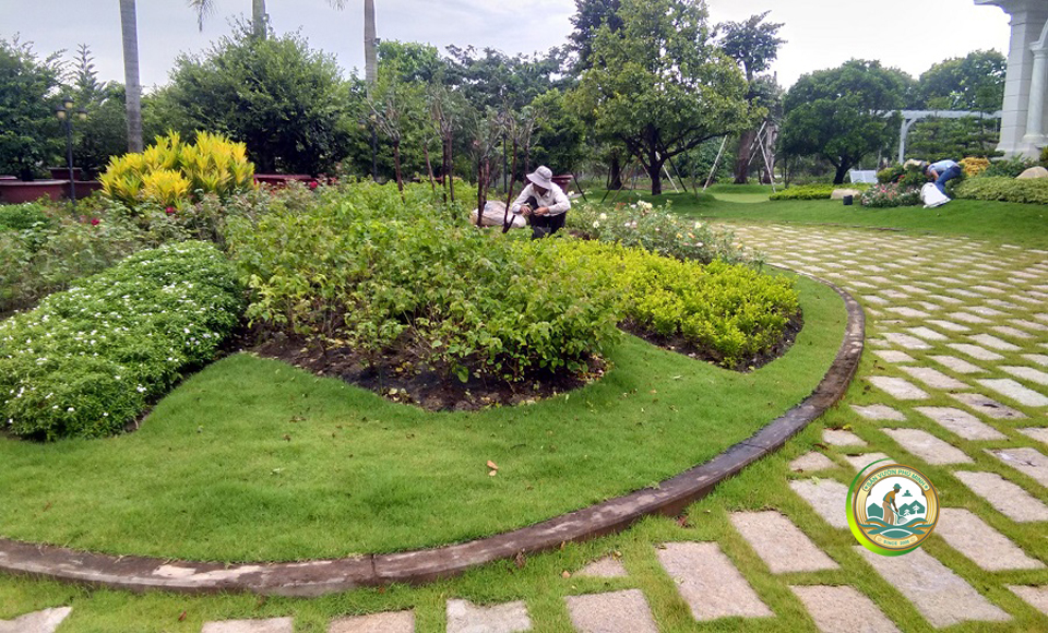 cắt cỏ tại hà nội