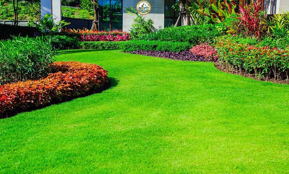 cỏ nhung nhật tại hà nội