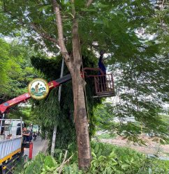 dịch vụ cắt tỉa cành cây hà nội