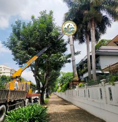 dịch vụ di chuyển cây hà nội