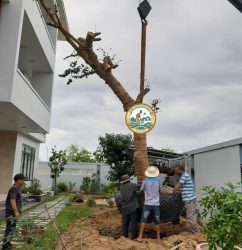 dịch vụ di dời cây tại hà nội