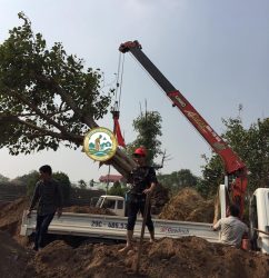 Dịch vụ di dời cây xanh