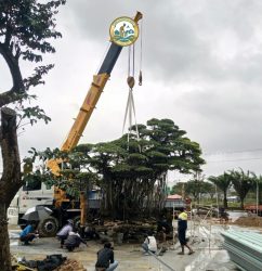 dịch vụ vận chuyển cây cổ thụ