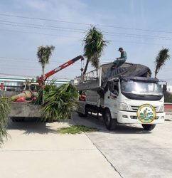 dịch vụ vận chuyển cây hà nội