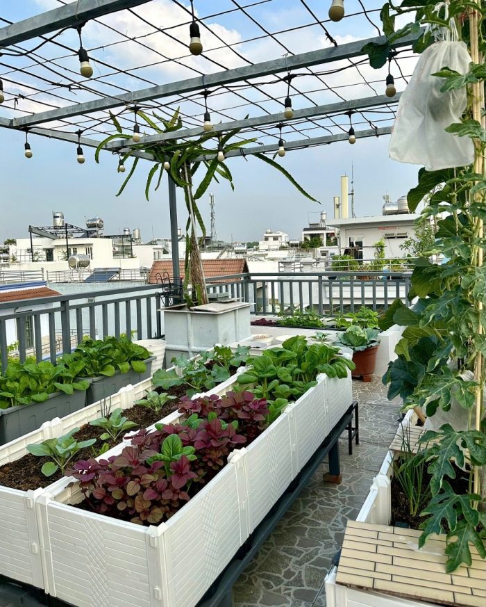 trồng cây rau sân thượng