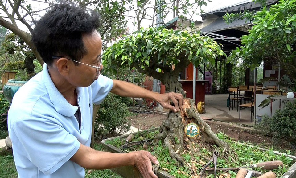 dịch vụ cắt tỉa cây cảnh bonsai