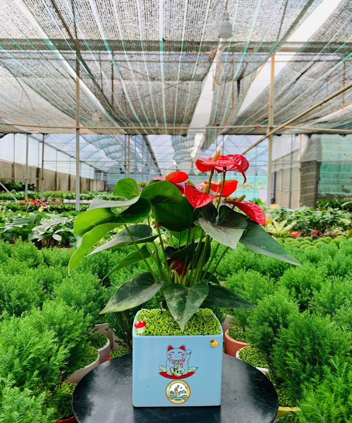 Cây Hồng Môn
