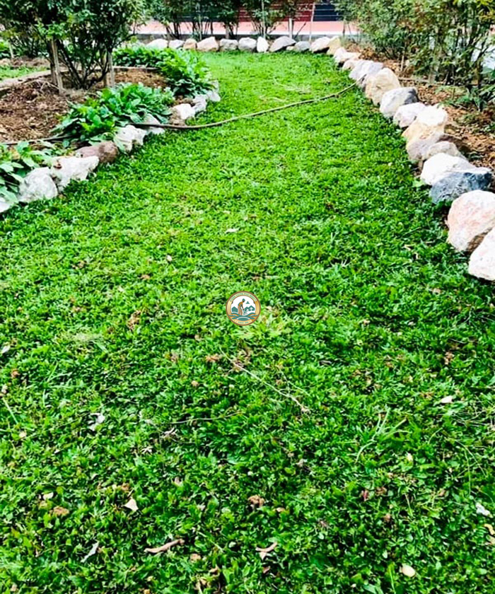 cỏ lá gừng thái