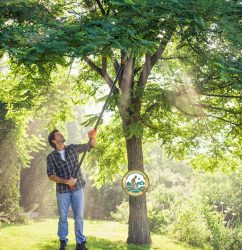 kéo cắt cây trên cao phú minh