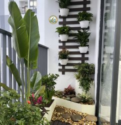 trồng cây ban công tại hà nội
