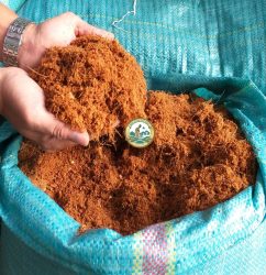 Bán mụn dừa trồng cây tại Hà Nội