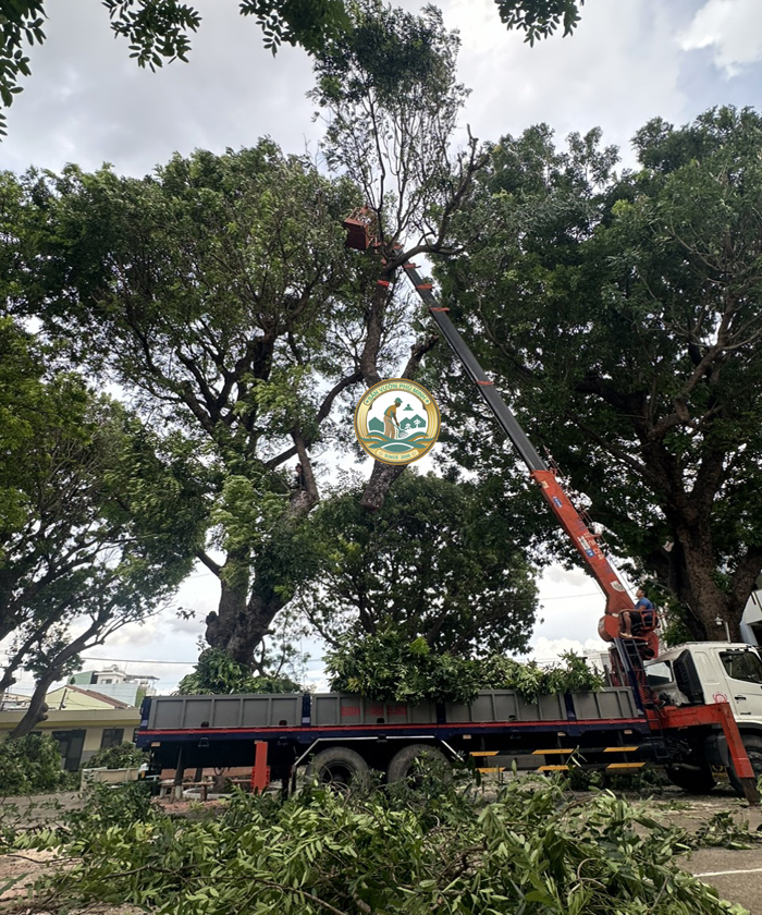cắt cây xanh Hà Nội cắt cây xanh Hà Nội
