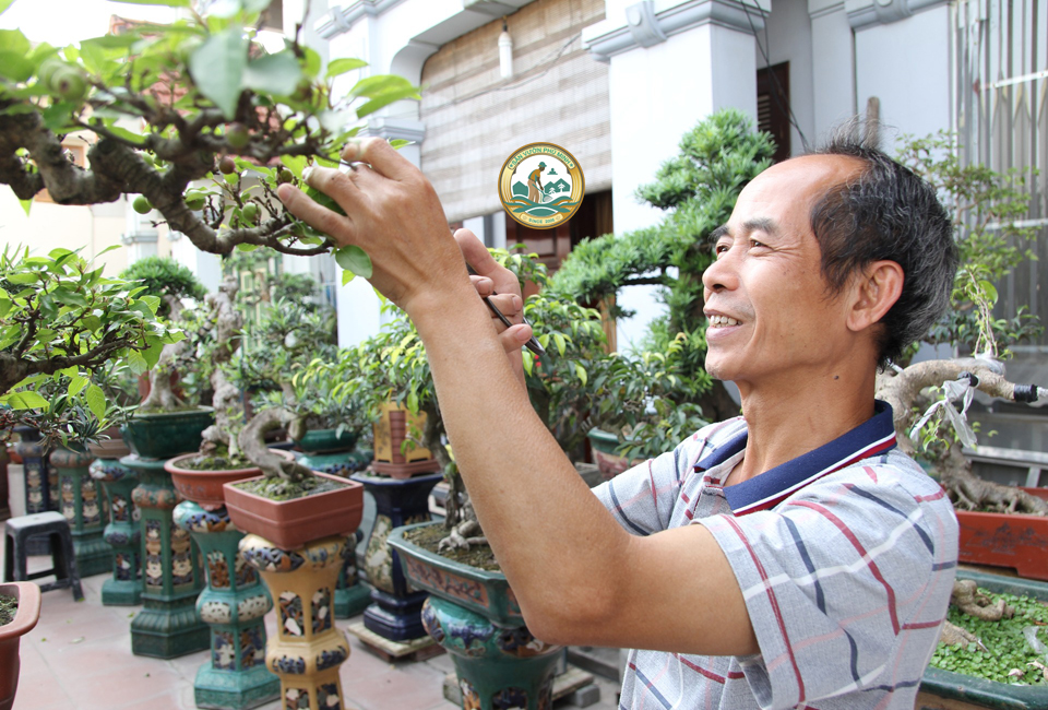 cắt tỉa bonsai tại hà nội