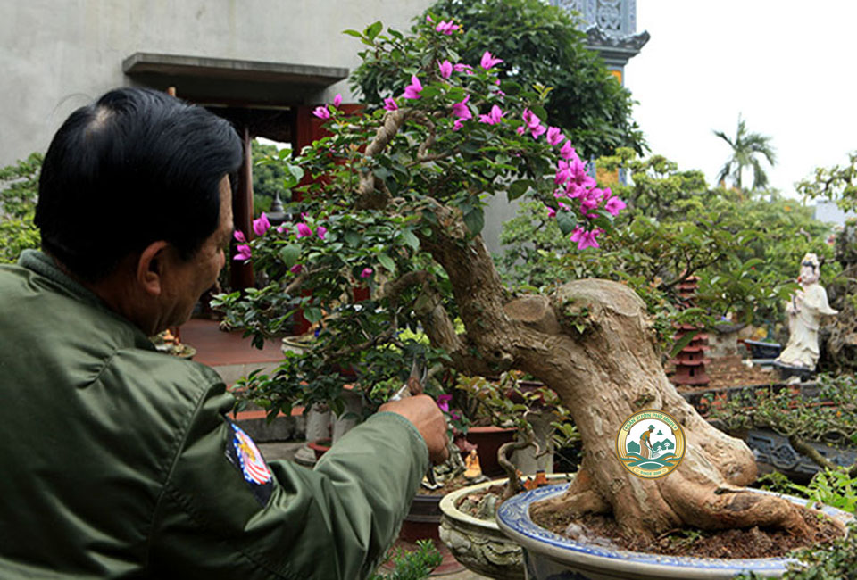 cắt tỉa cây cảnh tại hà nội