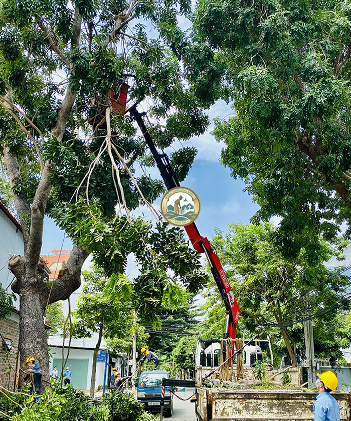 cắt tỉa cây xanh Hà Nội tại Sân vườn Phú Minh cắt tỉa cây xanh Hà Nội tại Sân vườn Phú Minh