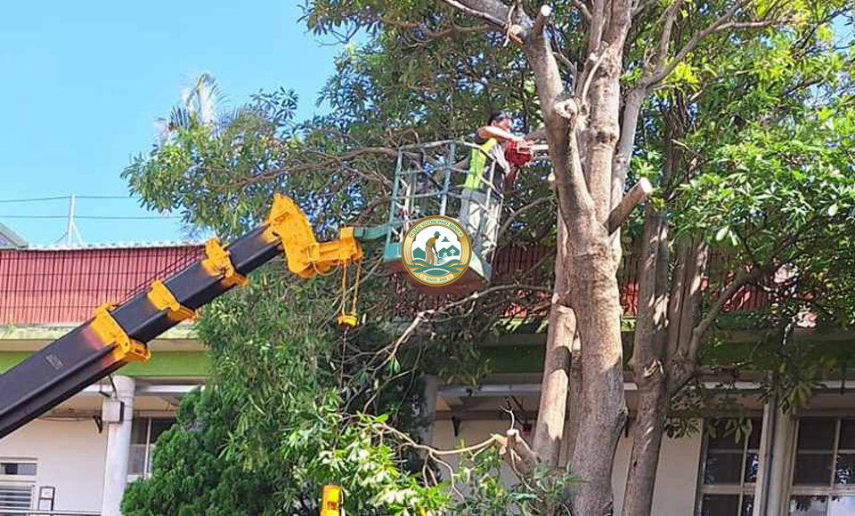 cắt tỉa cây xanh Hà Nội