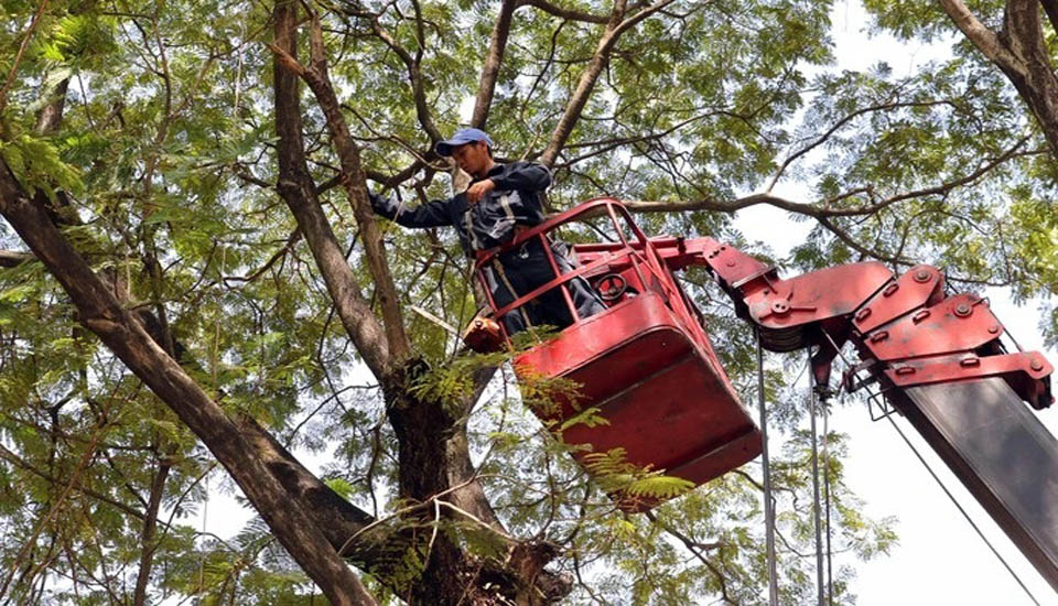 cắt tỉa cây xanh mùa mưa bão