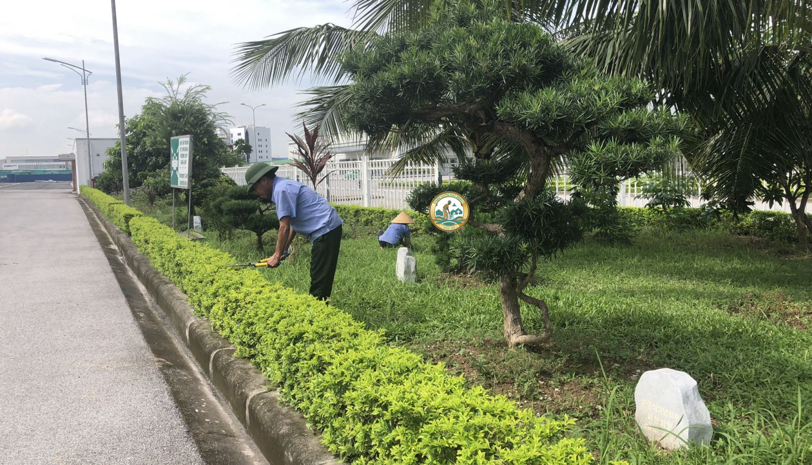 công ty cắt tỉa cây xanh hà nội