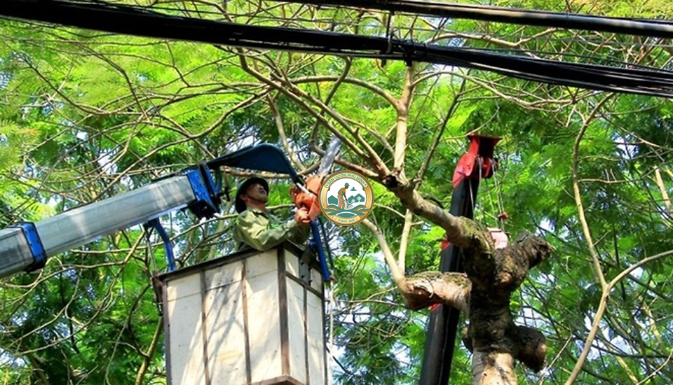 công ty cắt tỉa cây xanh tại hà nội