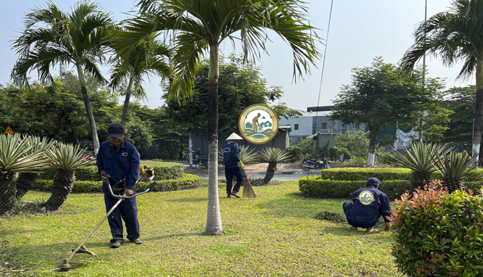 công ty cắt tỉa cây xanh 