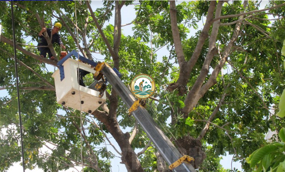 dịch vụ cắt tỉa cây xanh Hà Nội