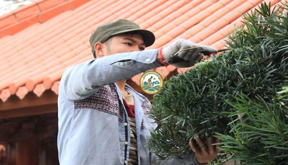 dịch vụ cắt tỉa cây tùng tháp