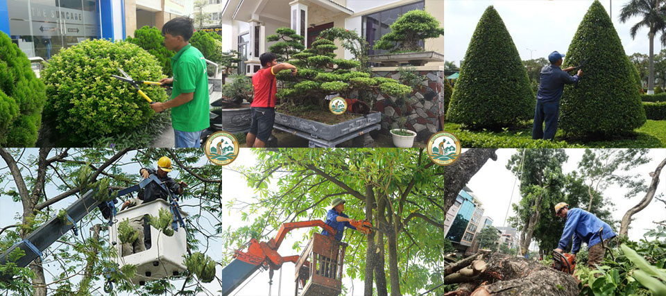 dịch vụ cắt tỉa cây xanh Hà Nội