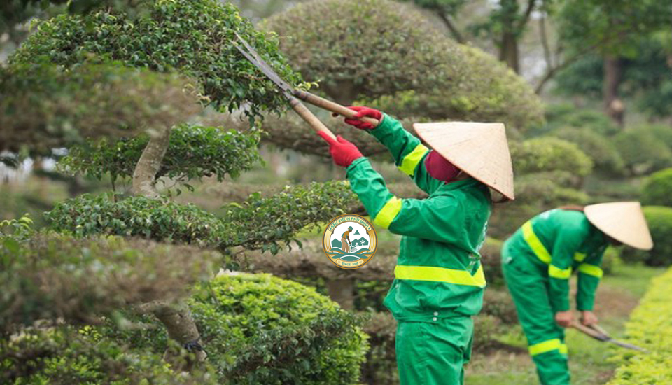 dịch vụ cắt tỉa cây xanh tại đống đa