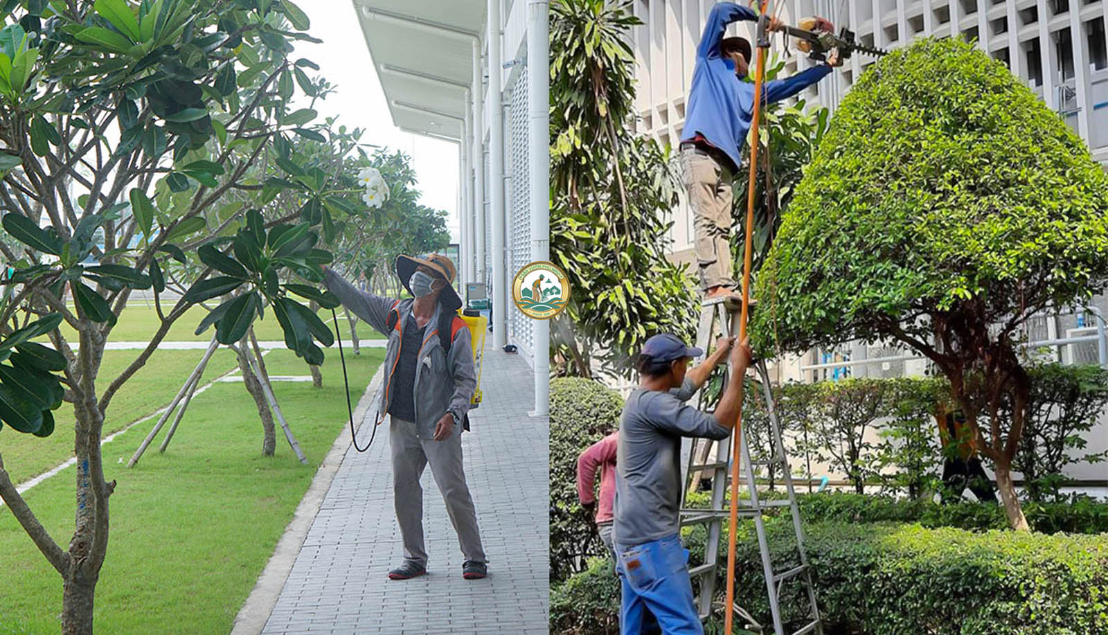 dịch vụ cắt tỉa cây xanh tại suối hai ba vì