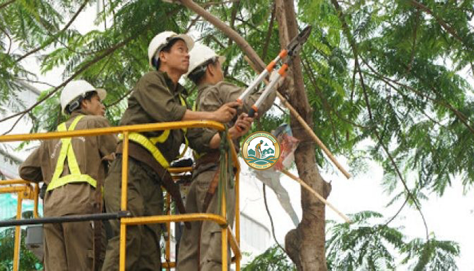 dịch vụ cắt tỉa cây xanh tại Tây Hồ