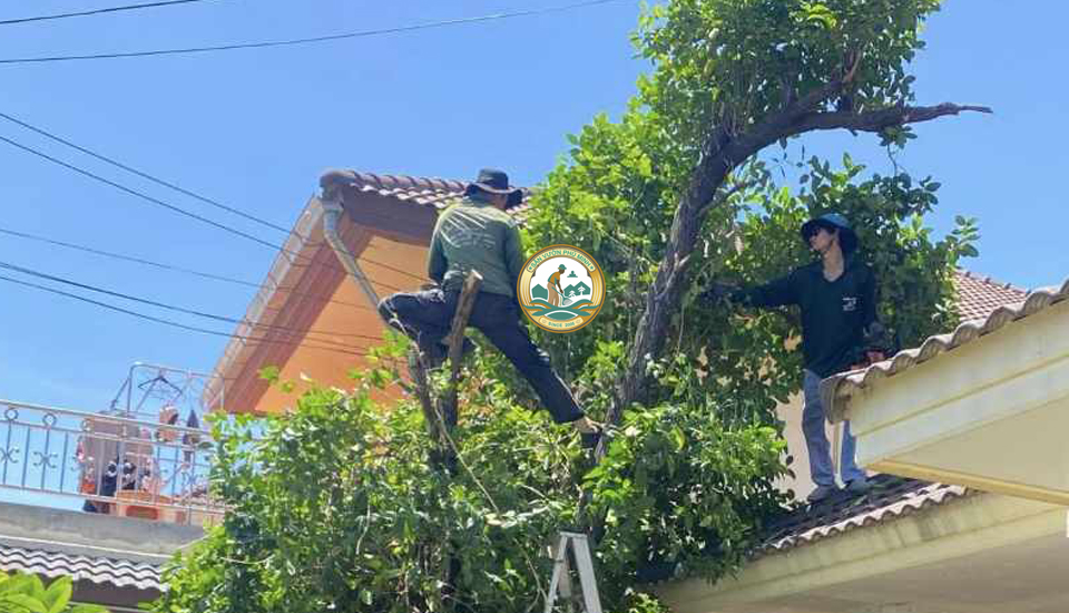 dịch vụ cắt tỉa cây xanh tại thanh xuân