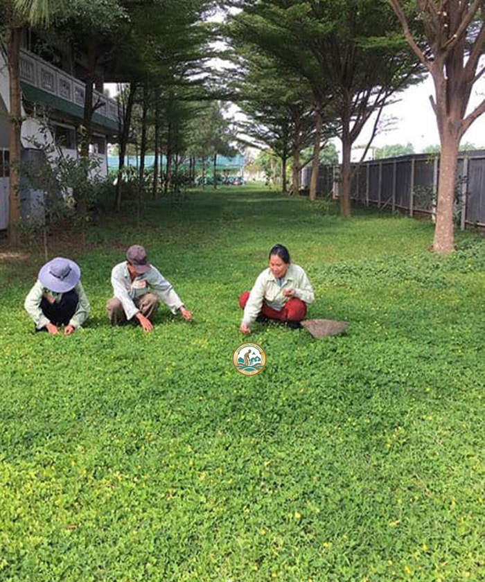 dịch vụ chăm sóc cỏ sân vườn tại hà nội
