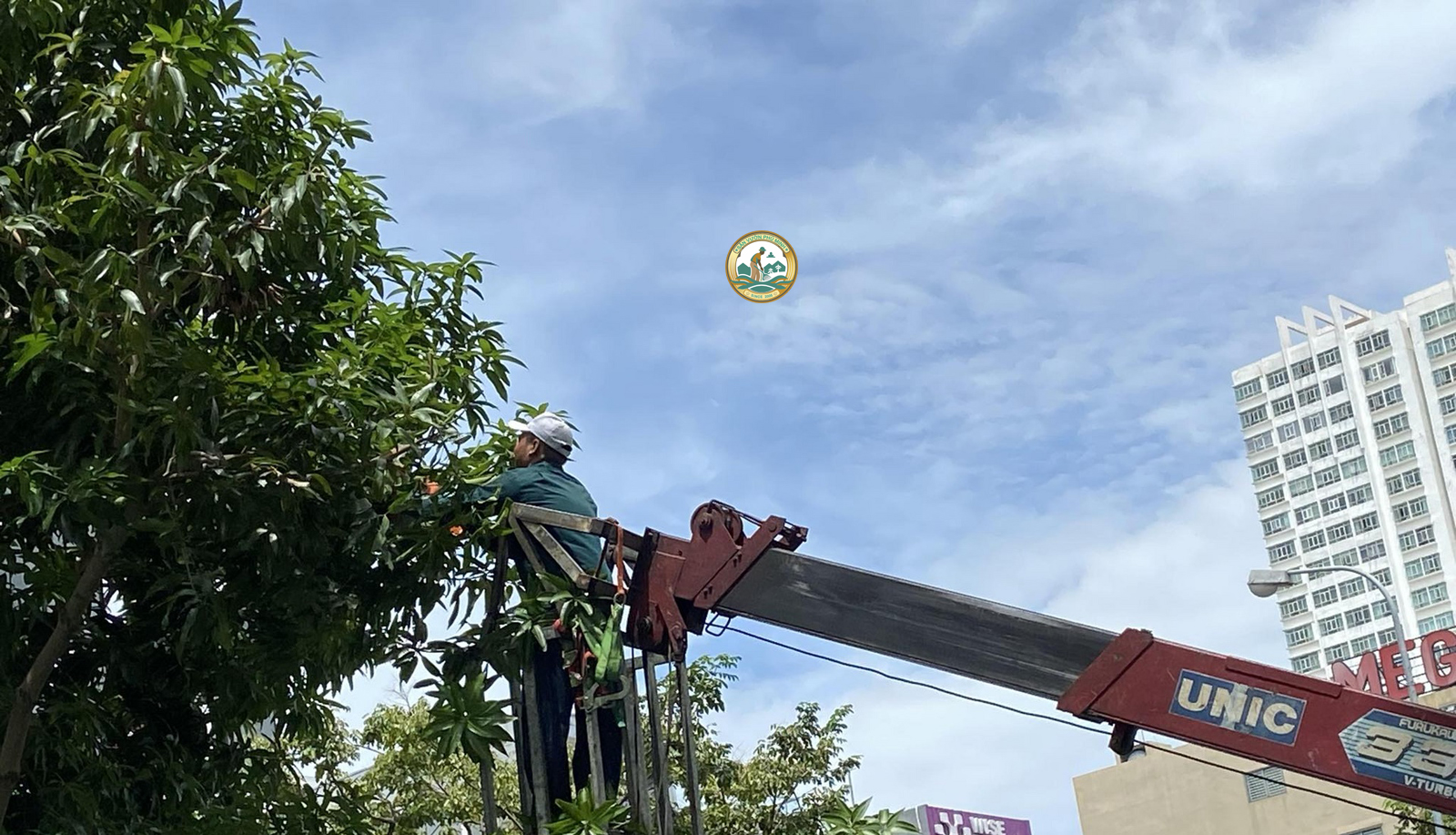 dịch vụ chặt cây xanh tại Tây Hồ