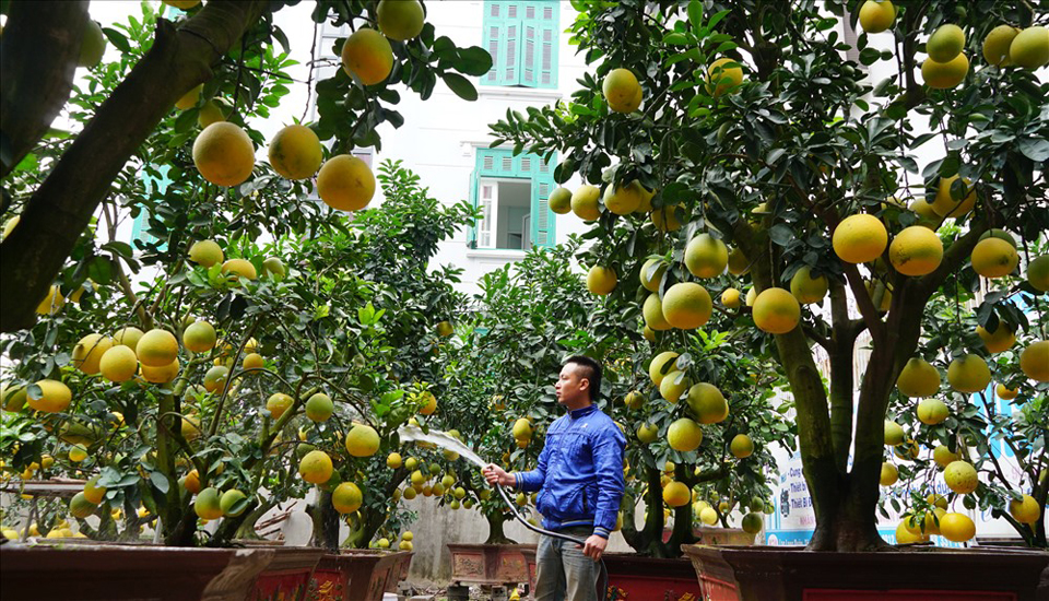 bán cây bưởi tại Hà Nội