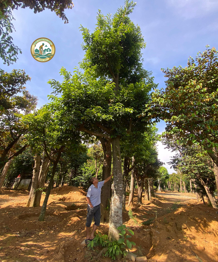 bán cây chay tại Hà Nội