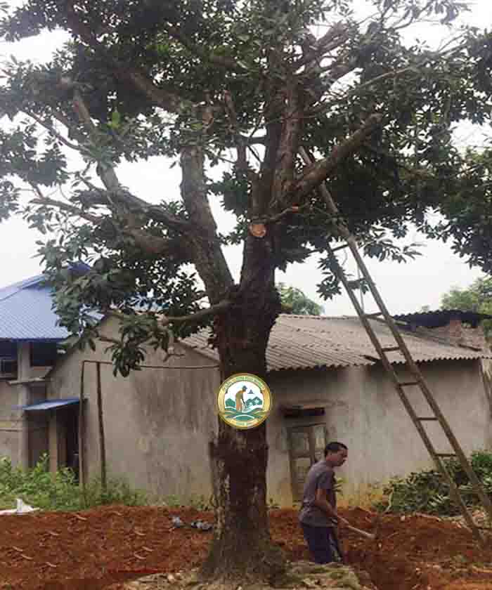 bán cây hồng xiêm