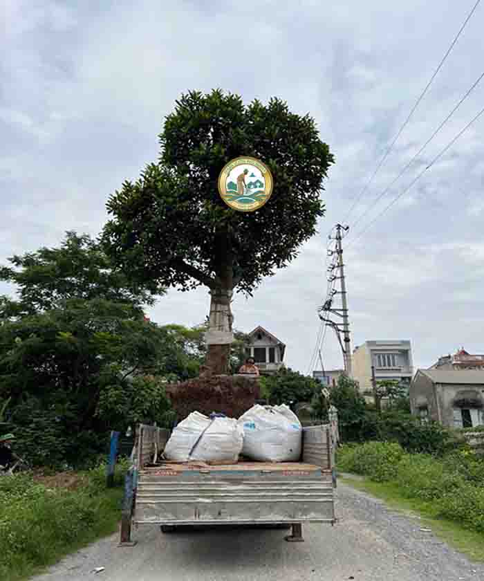 cây mít tại Hà Nội cây mít tại Hà Nội