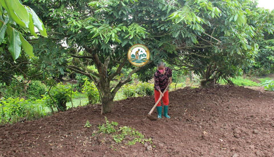 bán cây nhãn tại Hà Nội