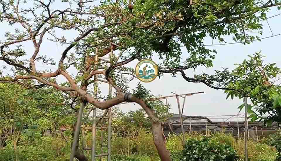 bán cây ổi tại Hà Nội