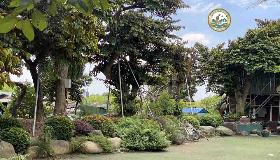 bán cây vũ sữa Hà Nội