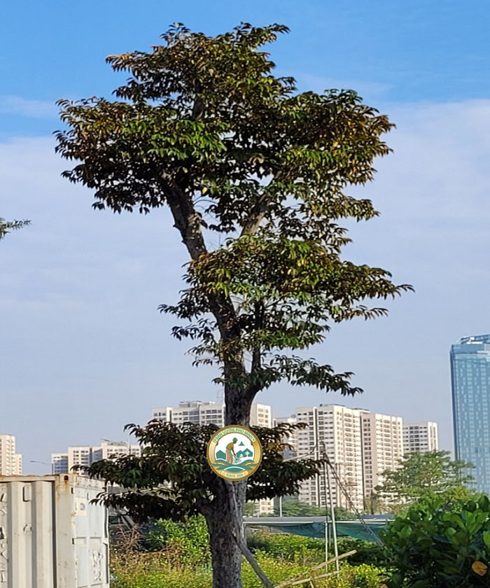 bán cây vú sữa