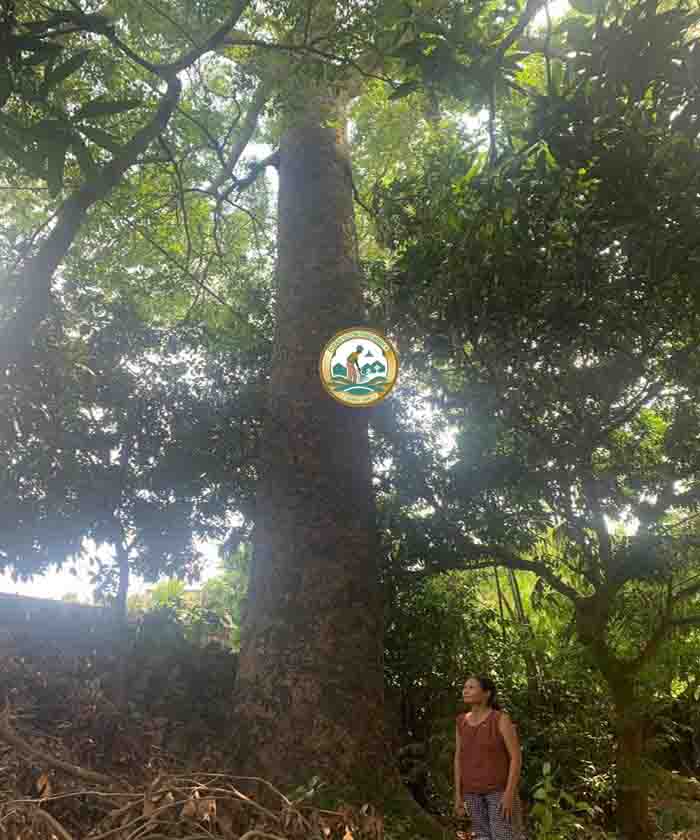 bán cây xà cừ cổ thụ bán cây xà cừ cổ thụ