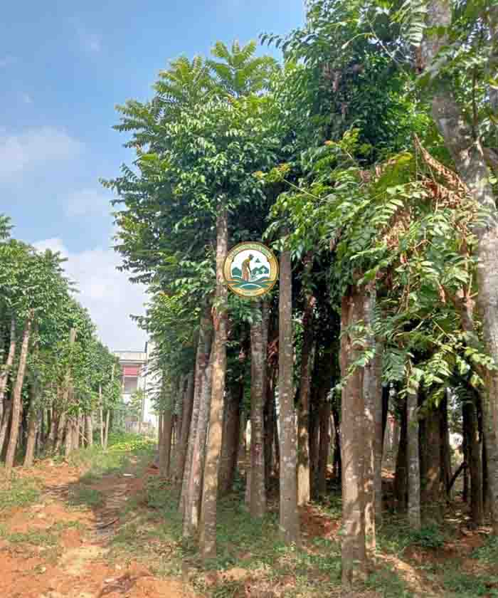 bán cây xà cừ Hà Nội bán cây xà cừ Hà Nội