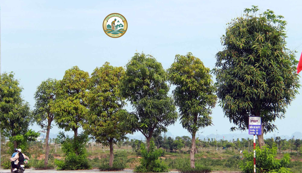 bán cây xoài tại Hà Nội