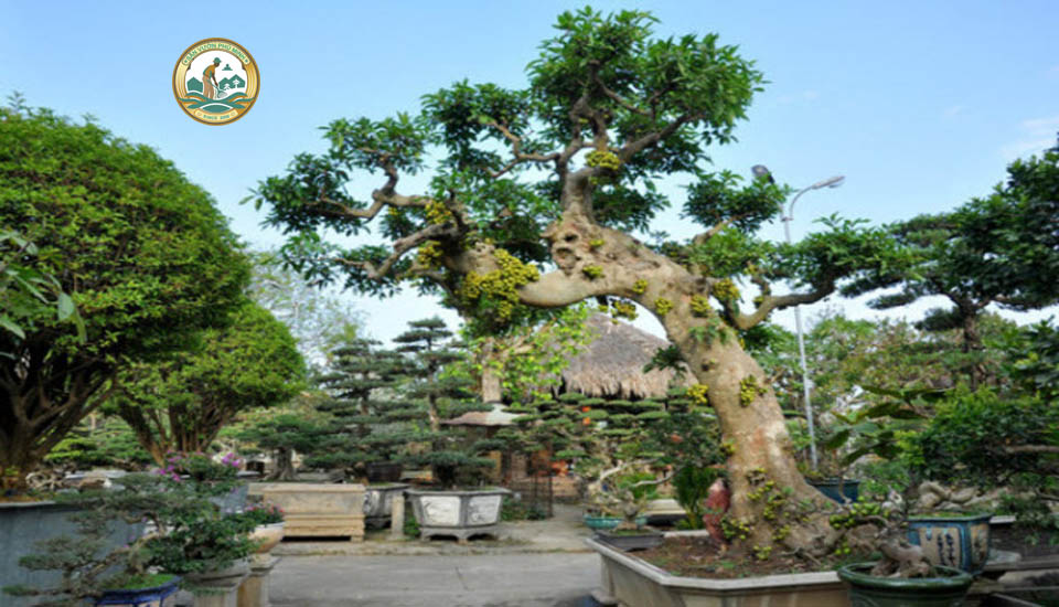 cây sung cảnh