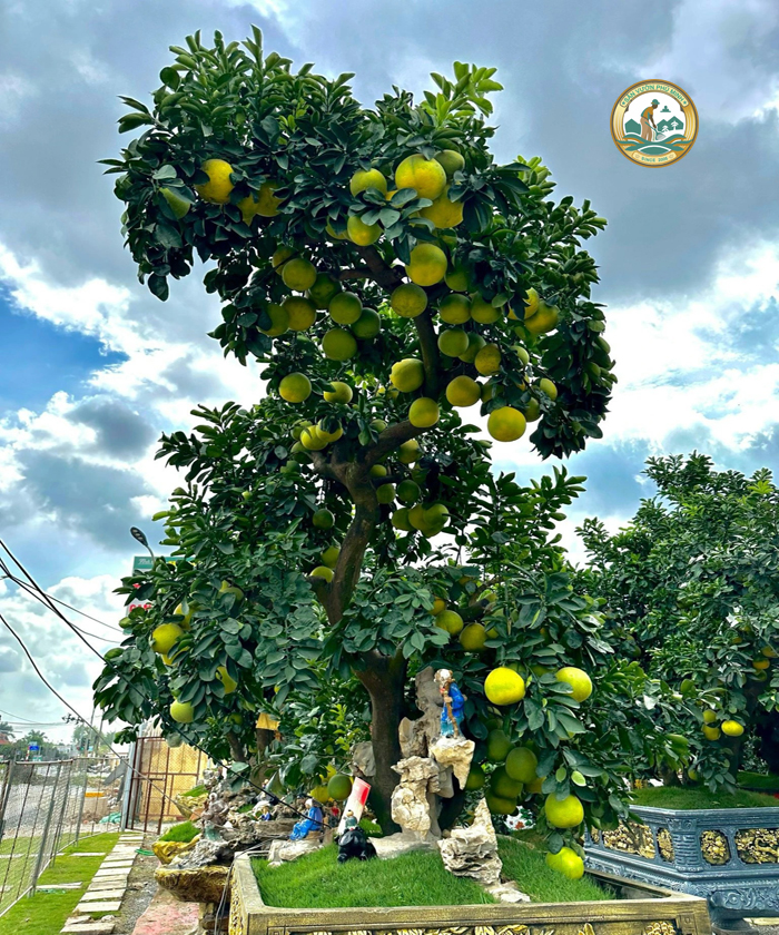 cây bưởi