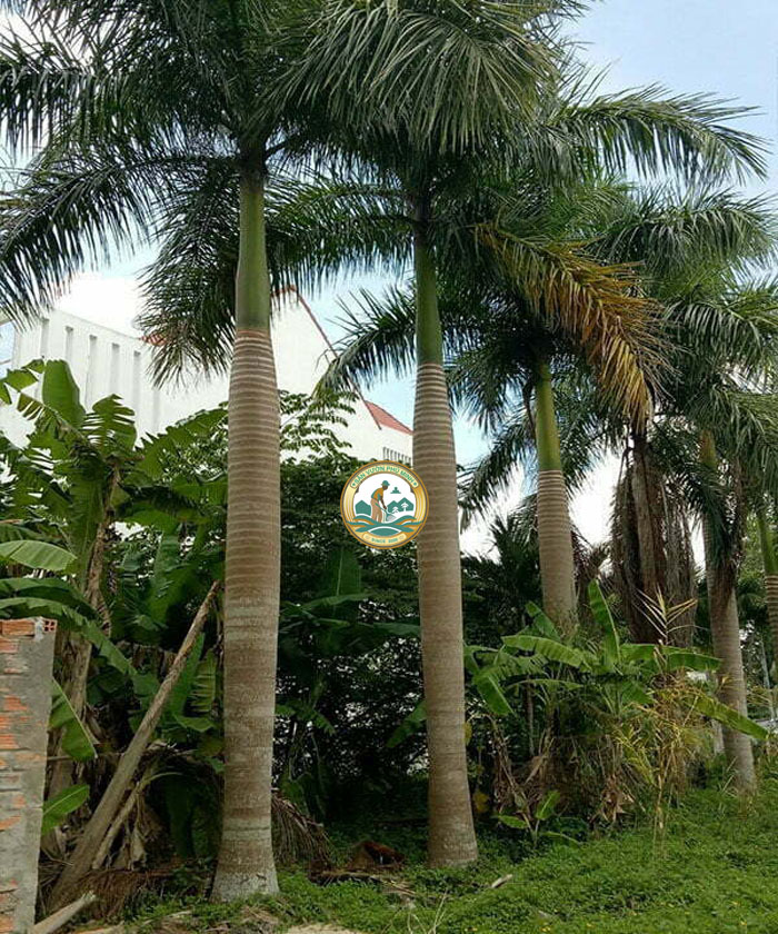 cây cau công trình